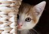 A Chat with the Cat Woman Shaistha kauser