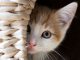 A Chat with the Cat Woman Shaistha kauser