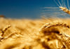 Insurance Cover for Risk-Prone Crops