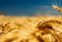 Insurance Cover for Risk-Prone Crops