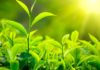 Organic Tea Farming