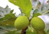 Bread Fruit Molakushyam: A complete Beauty & Health Solution