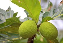 Bread Fruit Molakushyam: A complete Beauty & Health Solution
