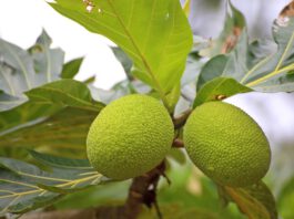 Bread Fruit Molakushyam: A complete Beauty & Health Solution