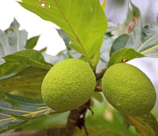 Bread Fruit Molakushyam: A complete Beauty & Health Solution