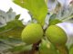 Bread Fruit Molakushyam: A complete Beauty & Health Solution