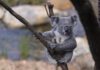 Genocide of Koala Bears by Australian Wildfire