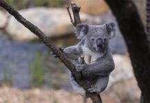 Genocide of Koala Bears by Australian Wildfire