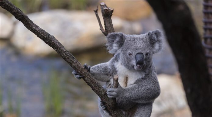 Genocide of Koala Bears by Australian Wildfire
