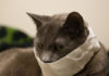 Corona Virus :Cat tested positive in Belgium