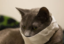 Corona Virus :Cat tested positive in Belgium