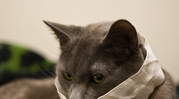 Corona Virus :Cat tested positive in Belgium